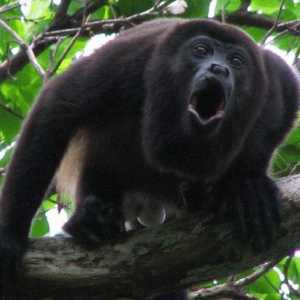 Drekavac majmun: opis primata i važnost njihove vapaje