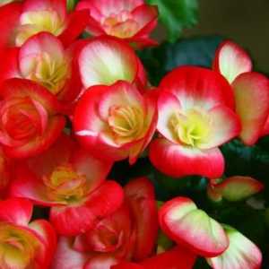 Vrlo lijep cvijet begonija: kako posaditi krtola i uvjerite se da je uhvatio