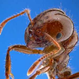Vatrenih mrava: opis i slike