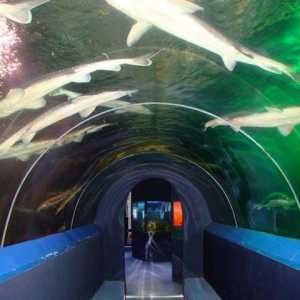 Oceanarium u Anapa. Da li je vrijedno posjetiti?