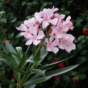Oleander - cvijet u vašem domu