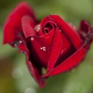 Opis ružu ili raznih vrsta cvijeća Queen