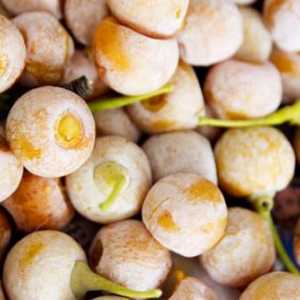 Nuts Gingko biloba: korisna svojstva, kemijski sastav i kalorijsku vrijednost