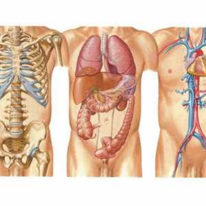 Ljudsko tijelo: shema. Koji nauke proučavaju ljudsko tijelo?