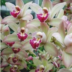 Cymbidium orhideje kod kuće