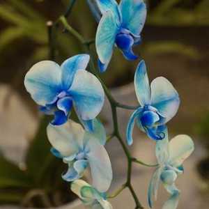 Phalaenopsis orhideje