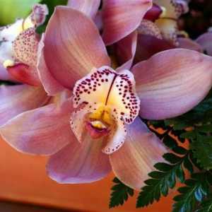 Orhideje Cumbria - prekrasan stvaranje ljudskih ruku
