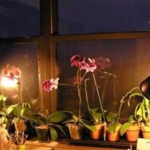 Orhideje ne cvjetaju: šta da rade sa tvrdoglava Phalaenopsis?