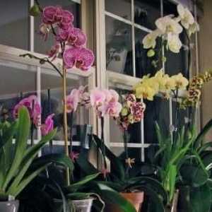 Orhideja: kako pravilno zalijevati cvijet