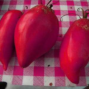 "Orlov kljun" (paradajz): komentari i uzgoj
