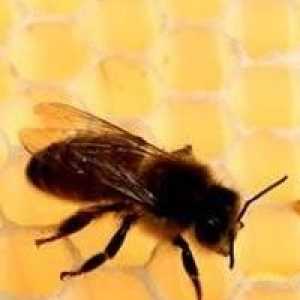 Jesen hranjenje pčela: brzo, efikasno, na vrijeme