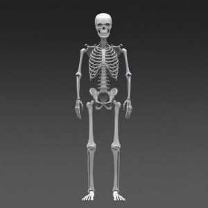 Osnova ljudskog kostura. kostur kosti