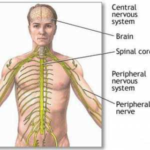 Glavne vrste nervnog sistema ljudskih