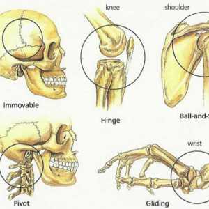 Glavne vrste kosti ljudske veze: šemu i sto
