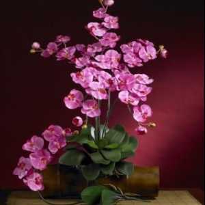 Karakteristike održavanje epiphytes: kako smanjiti orhideje nakon cvatnje