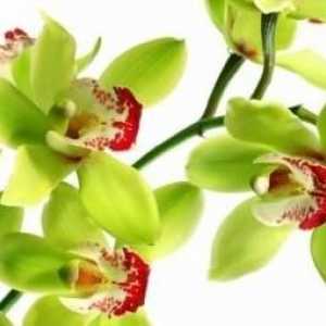 Karakteristike održavanje epiphytes: kako presadimo orhideja kod kuće.