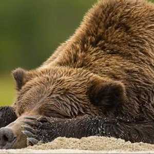 Karakteristike životinje: zašto je medvjed prelazi u stanje pripravnosti