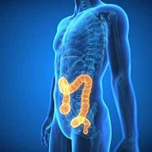 Odjelima debelog crijeva, njegova struktura i funkcija