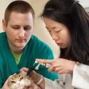 Otitis kod mačaka: simptomi i liječenje uha bolesti