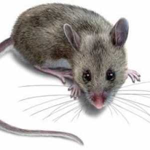Otrov za miševe: šta raditi kada je kuća zaražene glodara?
