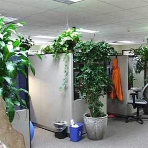 Ozelenjavanje ured: pravila fito pogodan biljaka, kompatibilnost postrojenja i stilova