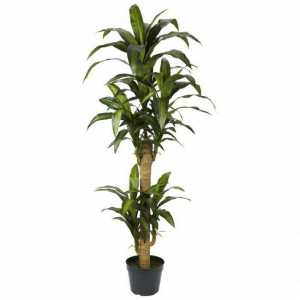 Palma yucca: uzgoj i održavanje. Ima briga palma yucca