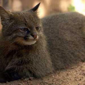 Pampasskaya cat: opis životinja. zanimljivih informacija