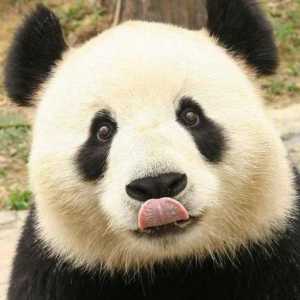 Panda - to je medvjed ili rakun? Opis panda