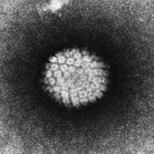 Humani papiloma virus infekcija: osnove