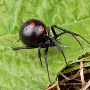 Pauk crna udovica - svjetski predator insekata