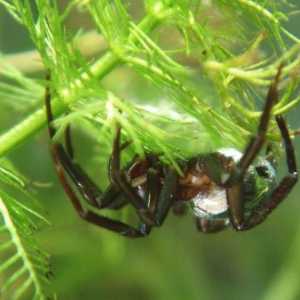 Spider-dragulj - vlasnik vazdušne komore