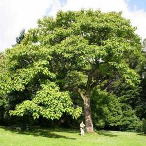 Paulownia (drvo): opis, briga, uzgoj, zalijevanje i recenzije