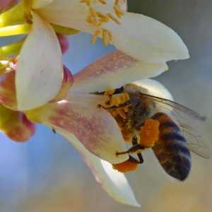 Pčelinji polen: koristi i štete od neobičnog proizvoda