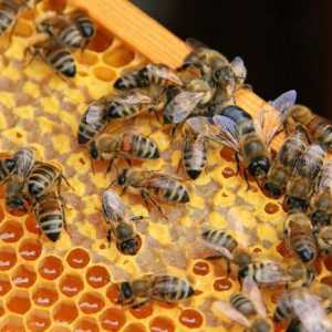 Pčelarstvo za početnike: Kako početi? tehnike pčelarstvo
