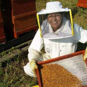 Pčele briga za pčele u zimskom periodu. Tehnologija njega pčele u zimskom i proljeće