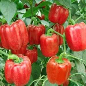 Slatka paprika: uzgoj i brigu od sjemena do ploda