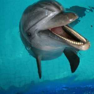 Roll Dolphinarium u Kazan