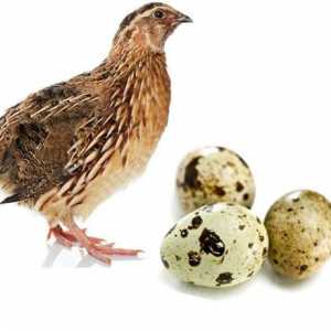 Prepelice jaja na prazan želudac: koristi i štete