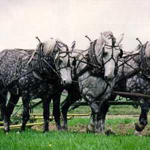 Persheronskaya pasmina konja. Heavy pasmina konja persheronskoy (foto)