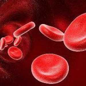 Prva negativna krvna grupa: njegove karakteristike i efekti na trudnoću.