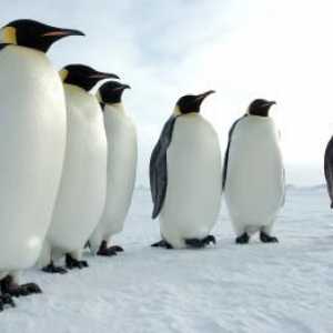 Pingvini - ptica ili životinja? Pitanja i odgovori