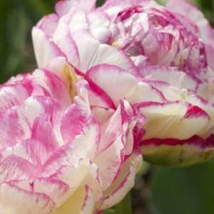 Peony- tulipani: luksuz u vašem Gredica