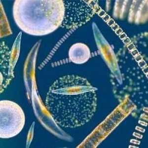 Plankton - to je tako lako, lebde u vodi?