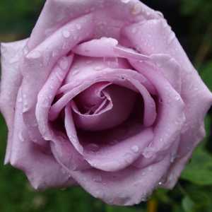 Penjanje ruža indigoletta: sadnju i njegu