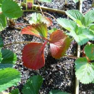 Zašto lišće okrenuti crveno u jagode? Uzroci i tretman