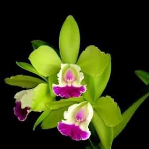 Zašto ne cvjetaju orhideje i što učiniti u takvoj situaciji?