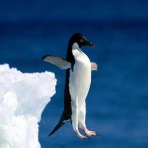 Zašto pingvina ne mogu da lete: mišljenje modernih naučnika