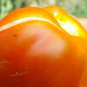 Zašto razbiti rajčice u plasteniku i na otvorenom