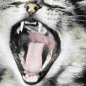 Zašto miris mačka iz usta: uzrok i rješenje problema