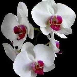 Zašto žuta stanja u orhideje? Šta je uzrok i kako se boriti protiv njega